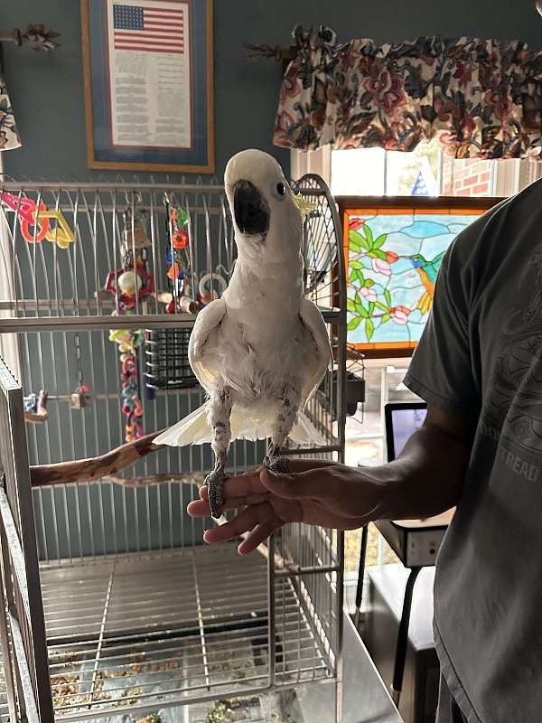 tame-bird-for-sale-in-woodbridge-va