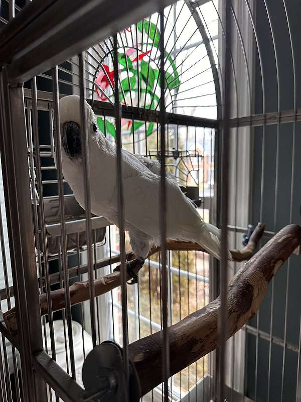 cockatoo-for-sale