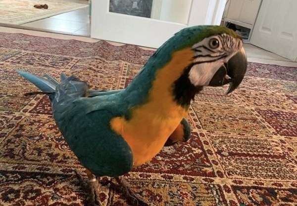 blue-gold-macaw-for-sale-in-gloucester-va