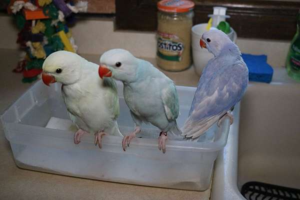 medium-bird-for-sale-in-saint-paul-mn