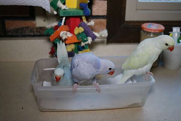 handfed-tame-bird-for-sale-in-saint-paul-mn