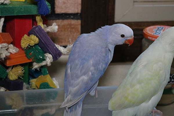 ringneck-parakeet-for-sale