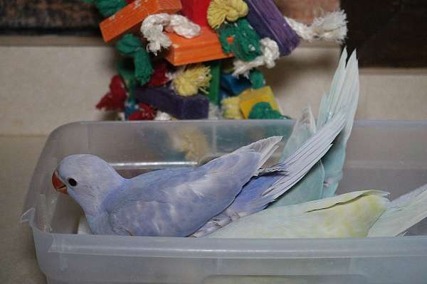 medium-bird-for-sale