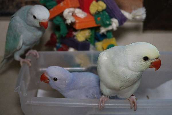 medium-ringneck-parakeet-for-sale