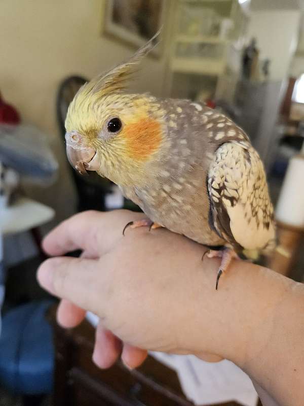 cockatiel-for-sale-in-kittitas-wa