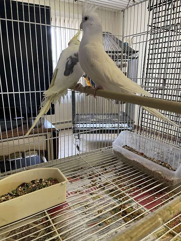 cockatiel-for-sale