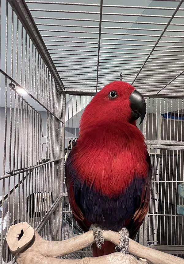 companion-tame-eclectus-parrots-for-sale