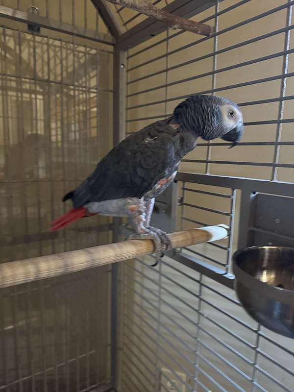 african-grey-parrot-for-sale-in-cameron-park-ca