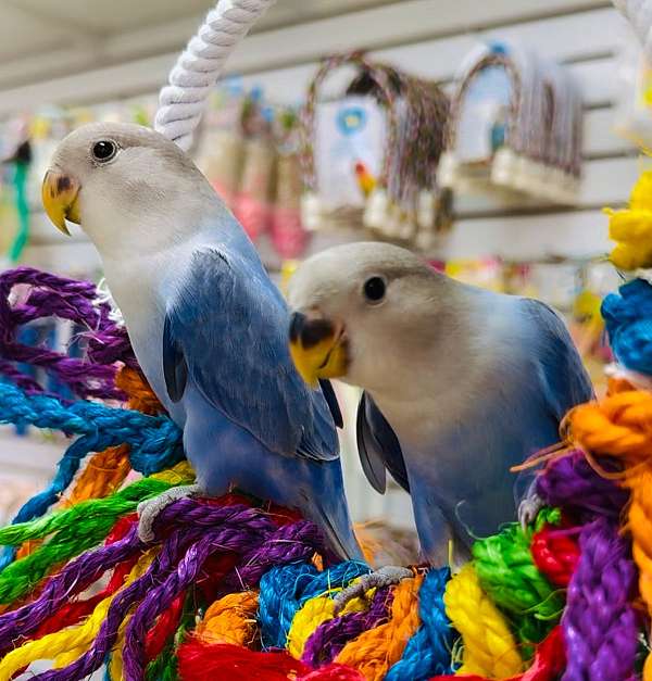 lovebird-for-sale
