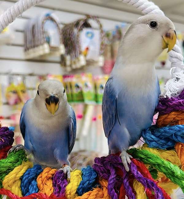 lovebird-for-sale-in-longwood-fl