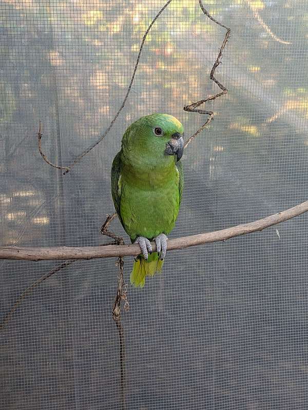 large-bird-for-sale-in-milton-fl