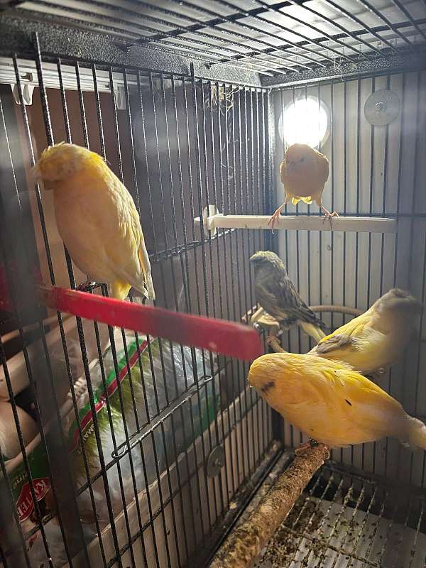 canary-for-sale