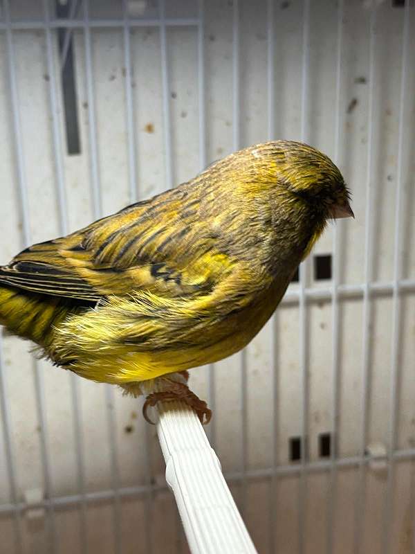pet-singing-bird-for-sale-in-puyallup-wa