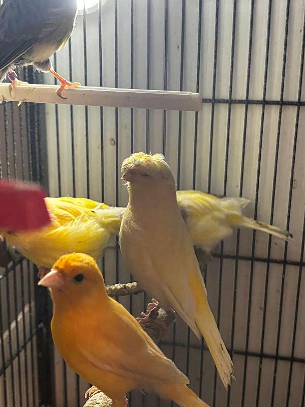 yellow-bird-for-sale-in-puyallup-wa