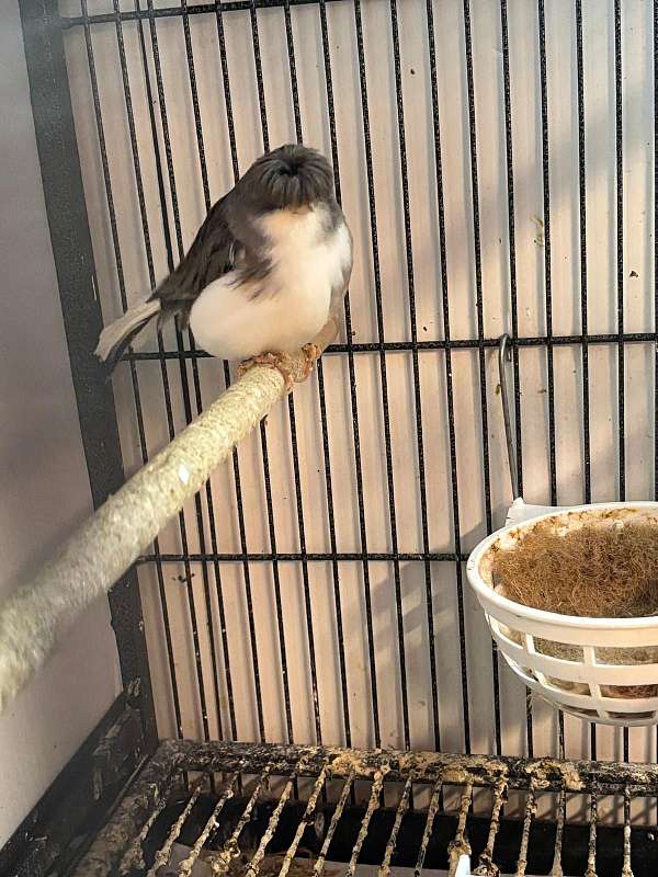 bird-for-sale-in-puyallup-wa