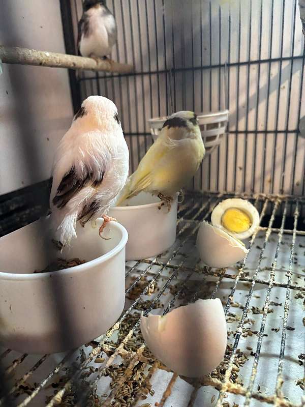 canary-for-sale-in-puyallup-wa