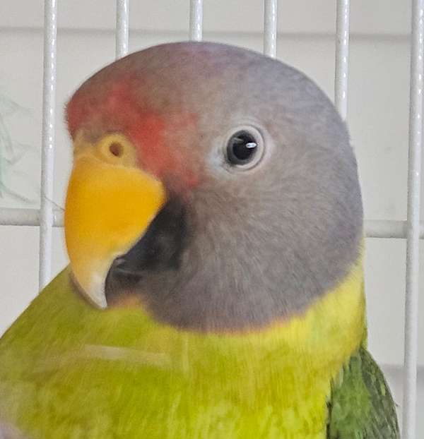 plum-head-parakeet-for-sale-in-southern-in