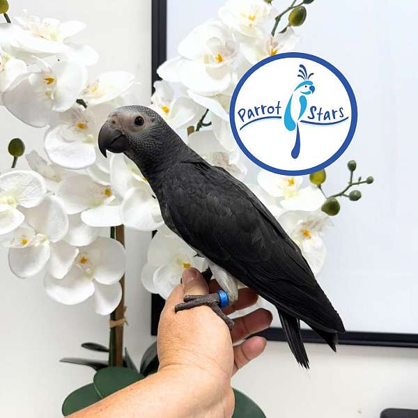 timneh-african-grey-parrot-for-sale