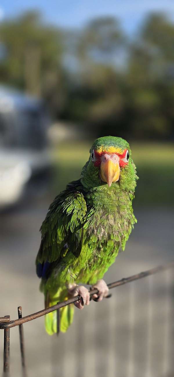 amazon-parrot-for-sale