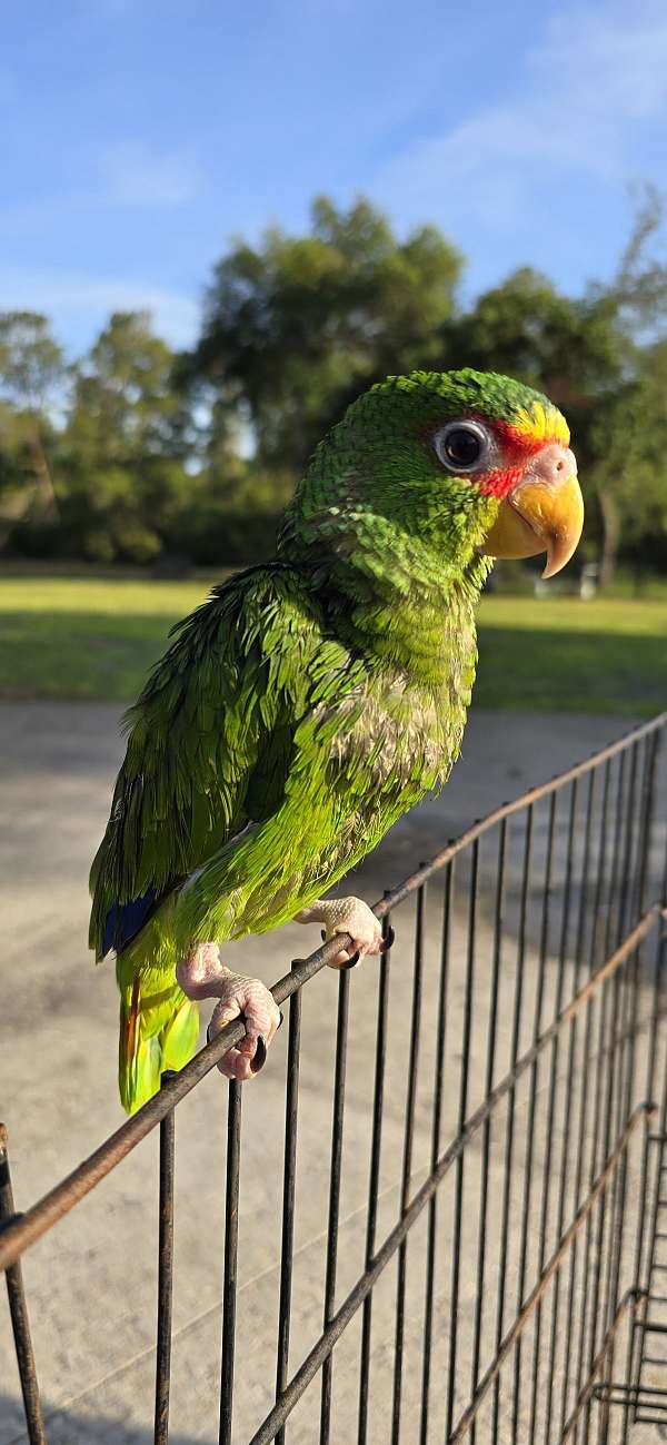 green-amazon-parrot-for-sale