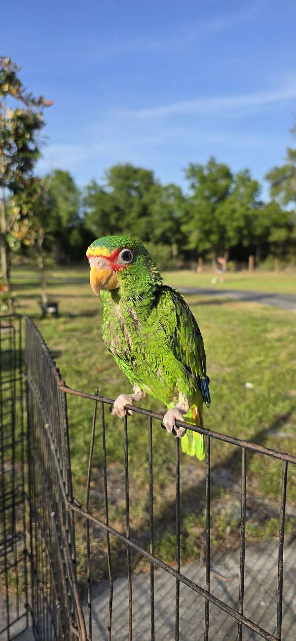 amazon-parrot-for-sale-in-florida