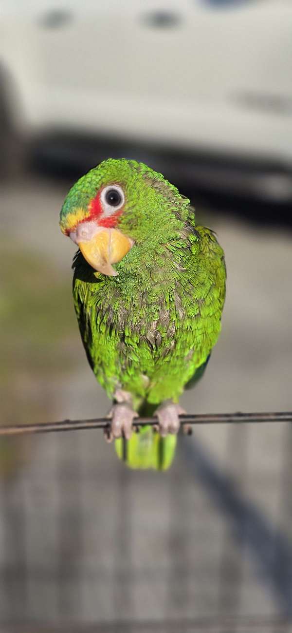 green-bird-for-sale