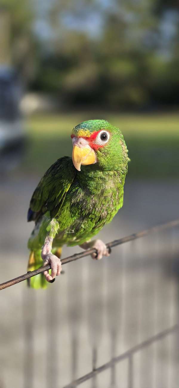 pet-bird-for-sale