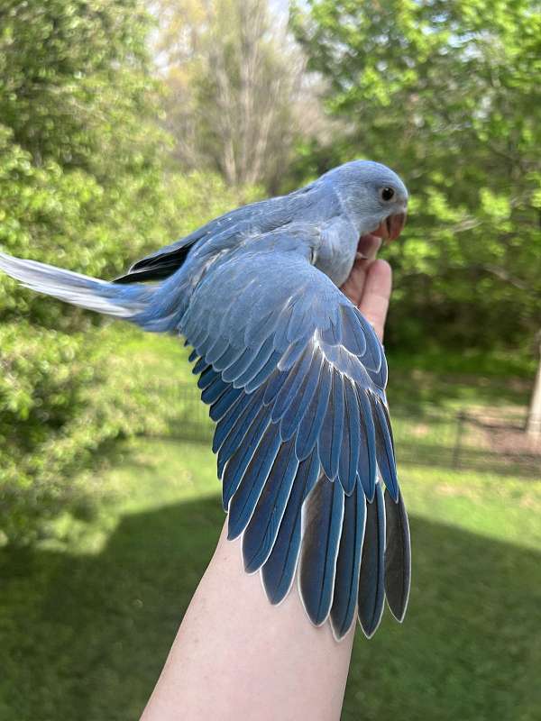 baby-mature-male-female-bird