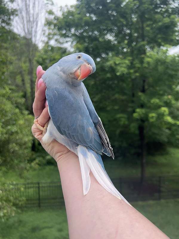baby-mature-female-bird
