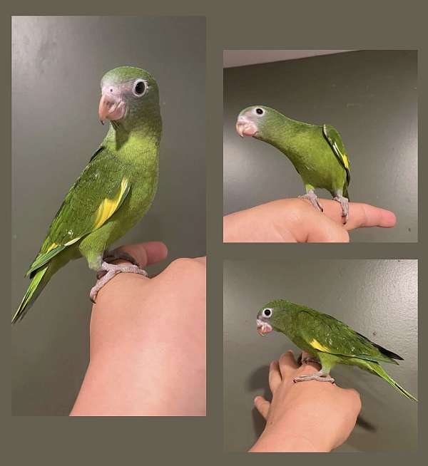 canary-parakeet-for-sale-in-windsor-pa
