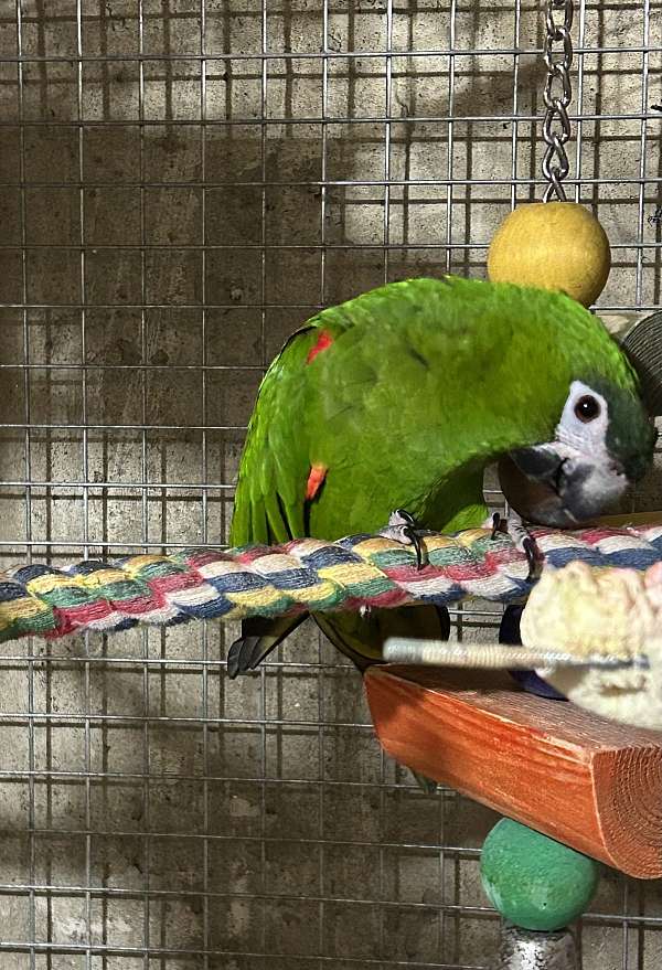 bird-for-sale-in-layton-ut