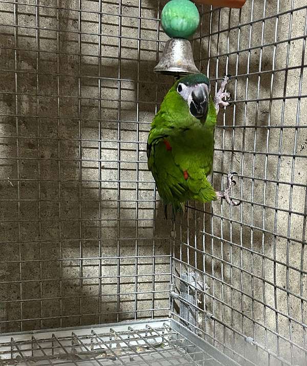 hahns-macaw-for-sale-in-layton-ut
