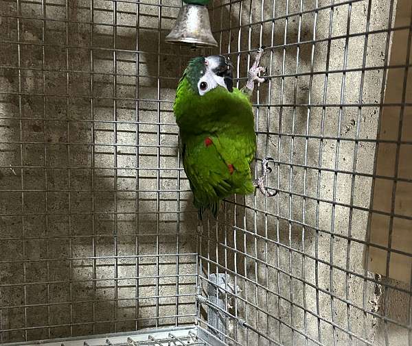 hahns-macaw-for-sale