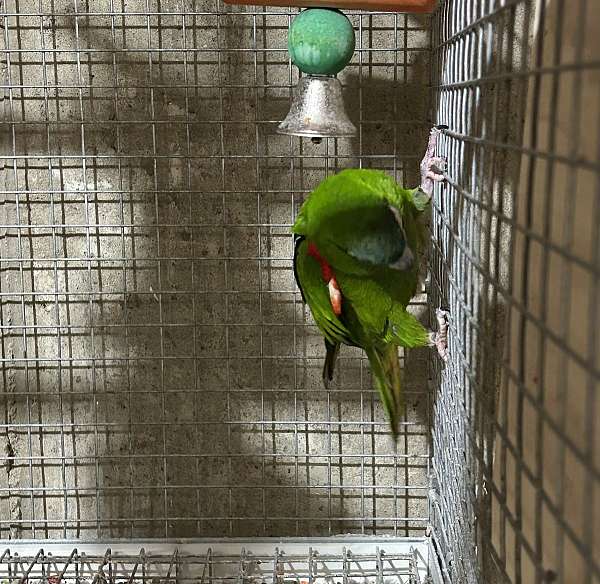 adult-bird
