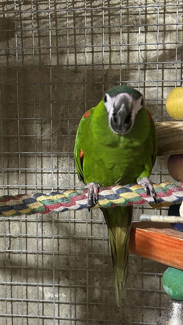 adult-hahns-macaw-for-sale