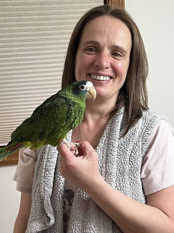 amazon-parrot-for-sale