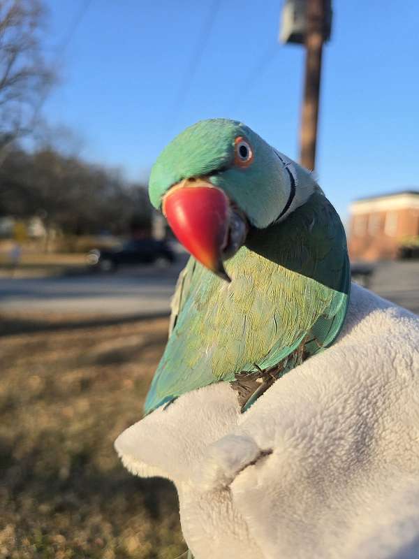 ringneck-parakeet-for-sale-in-bremen-ga