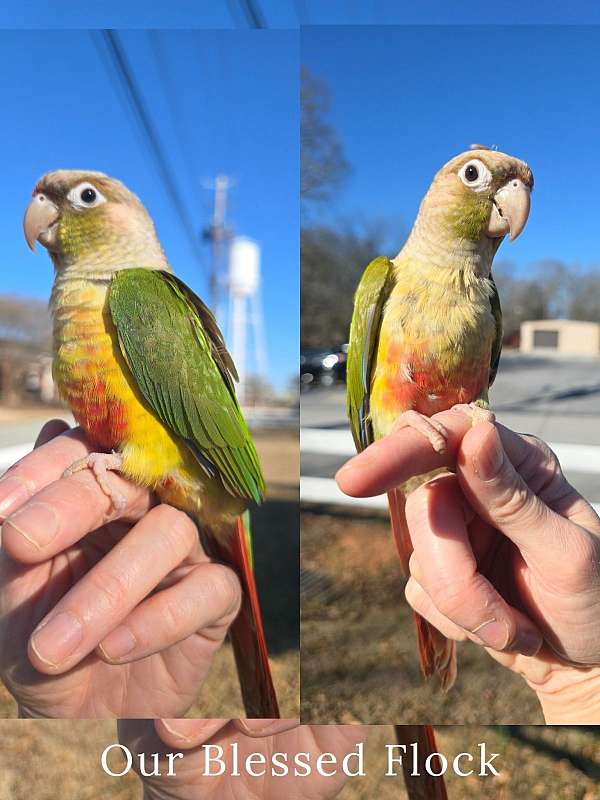 green-cheek-conure-for-sale