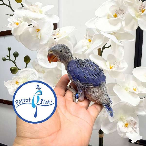 ringneck-parakeet-for-sale