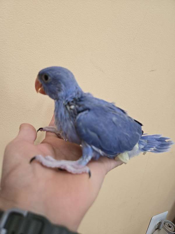 ringneck-parakeet-for-sale