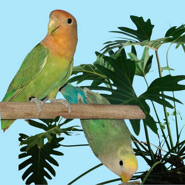 lovebird-for-sale