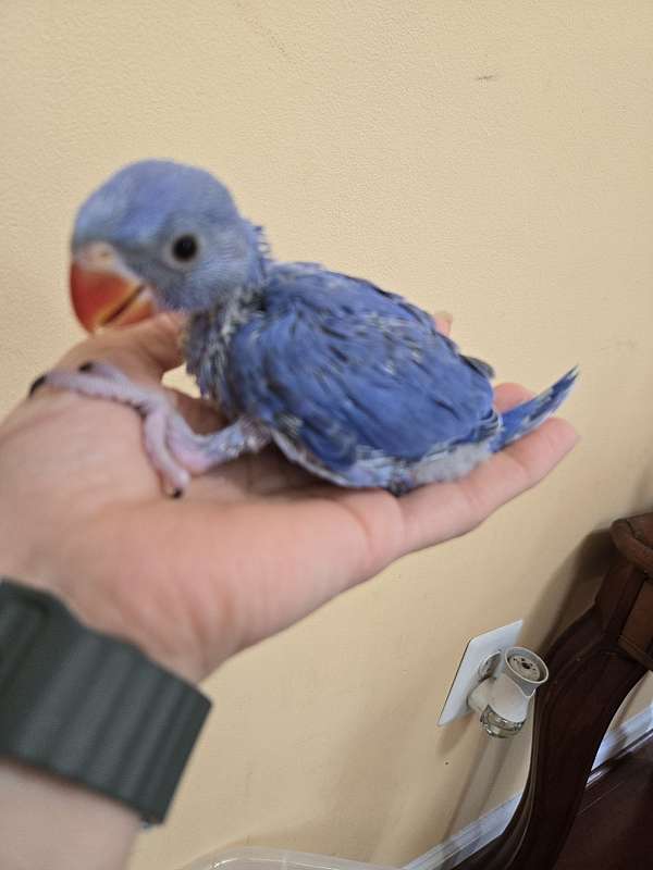 ringneck-parakeet-for-sale