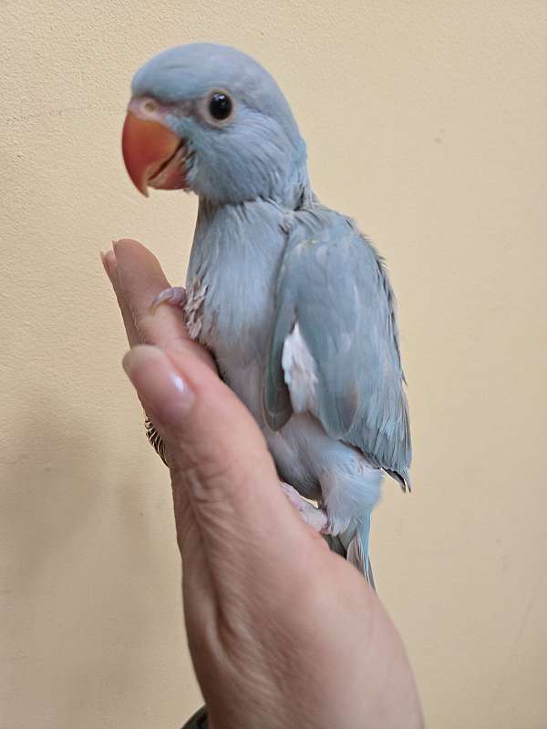 ringneck-parakeet-for-sale