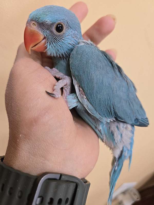 ringneck-parakeet-for-sale
