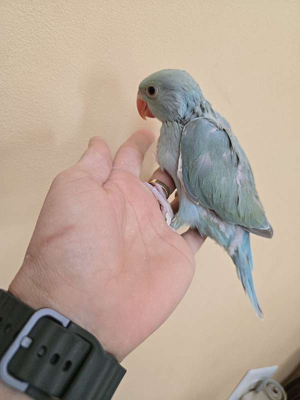 ringneck-parakeet-for-sale