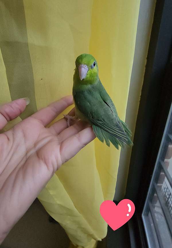 pacific-parrotlet-for-sale
