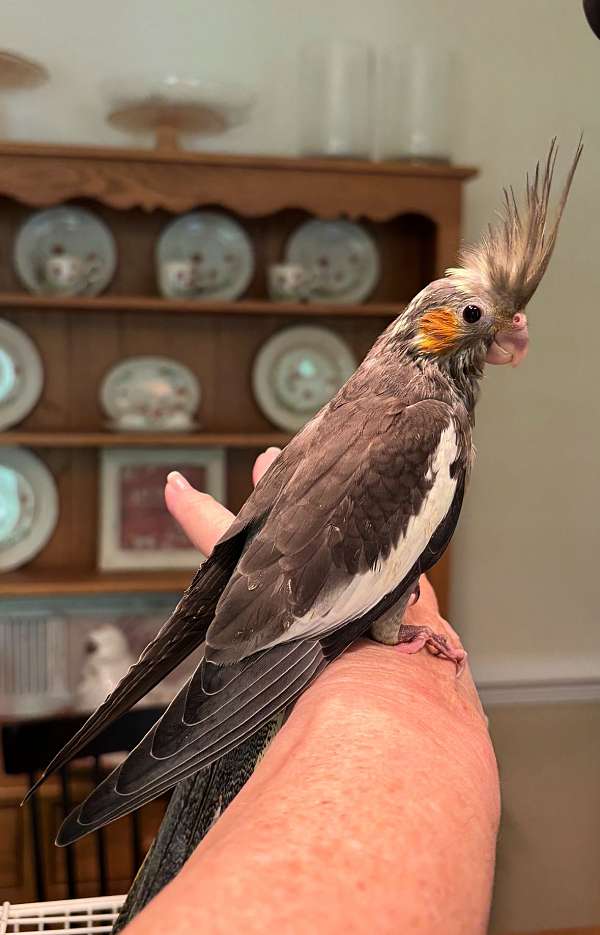 handfed-bird-for-sale-in-graham-nc