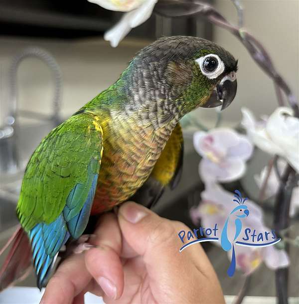 green-cheek-conure-for-sale