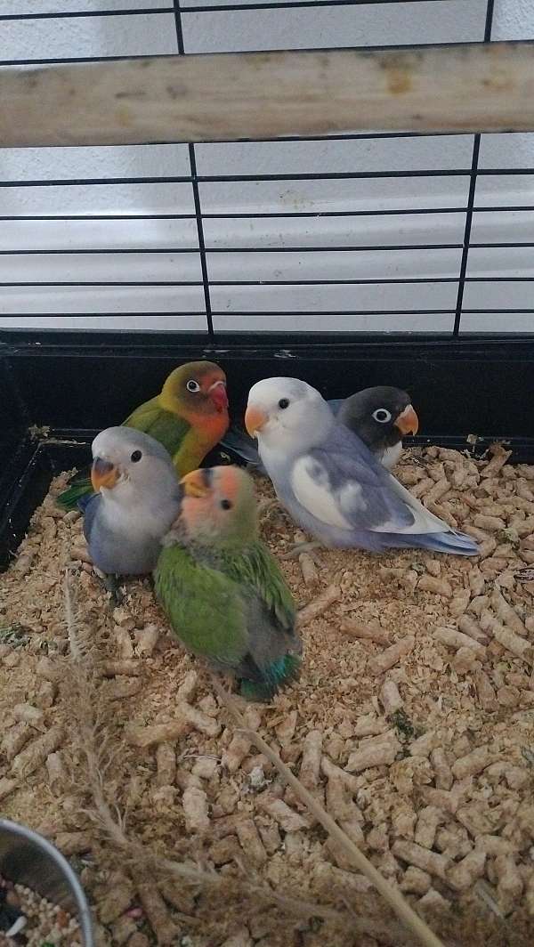 lovebird-for-sale-in-kissimmee-fl