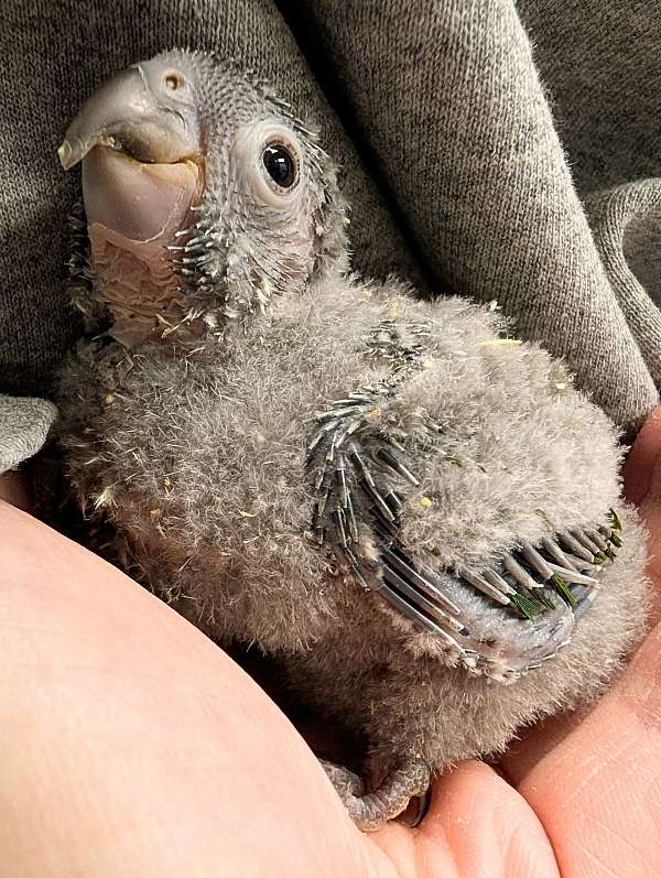 green-cheek-conure-for-sale